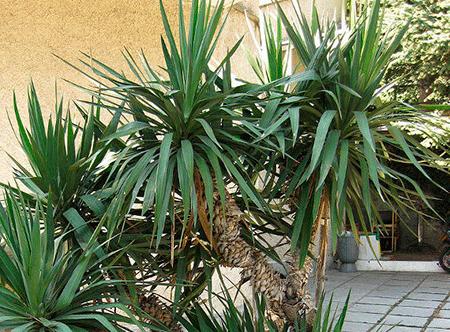 Yucca la domiciliu: îngrijire și reproducere