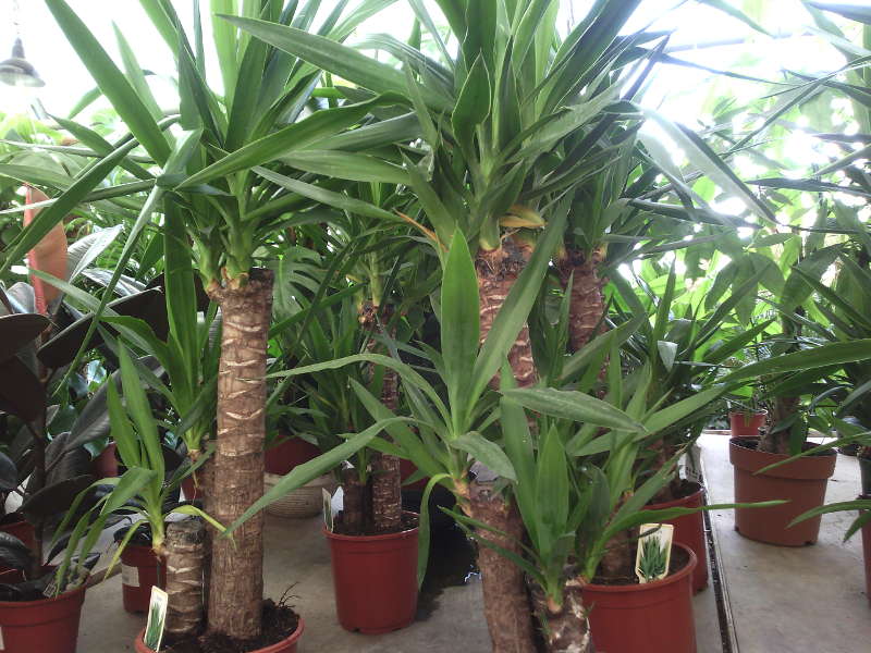 Yucca la domiciliu: îngrijire și reproducere