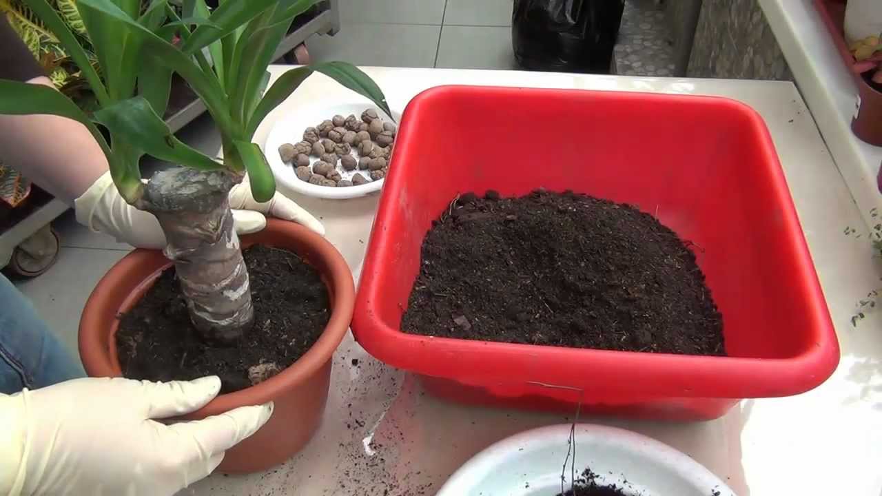 Yucca la domiciliu: îngrijire și reproducere