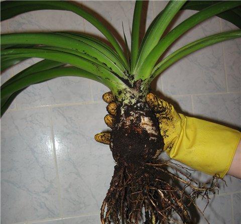 Yucca la domiciliu: îngrijire și reproducere