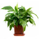 Boli ale plantelor cauzate de bacterii