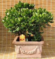 Biroul Feng Shui