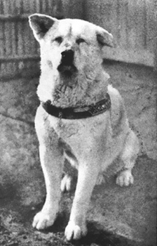 Real Hachiko Real Hachiko