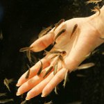 Ichthomassage: pedichiură cu pește Ichthomassage: pedichiură cu pește