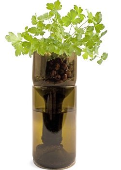 Pătrunjel în vin