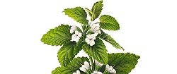 Infuzie de Melissa