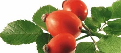 Infuzia de câine a crescut