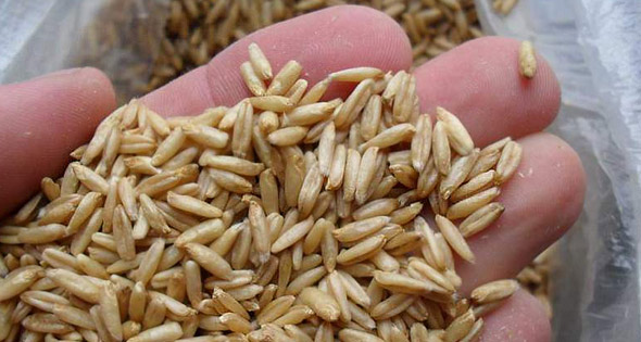 Tratamentul aterosclerozei cu remedii folclorice