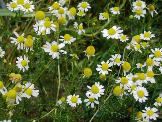 Tratamentul ulcerului gastric cu remedii folclorice