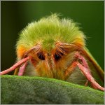 Teama de insecte Teama de insecte