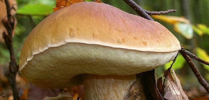 Ciuperca albă: descrierea, caracteristicile locurilor de creștere