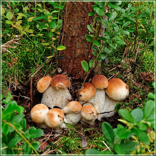 Ciuperca albă: descrierea, caracteristicile locurilor de creștere