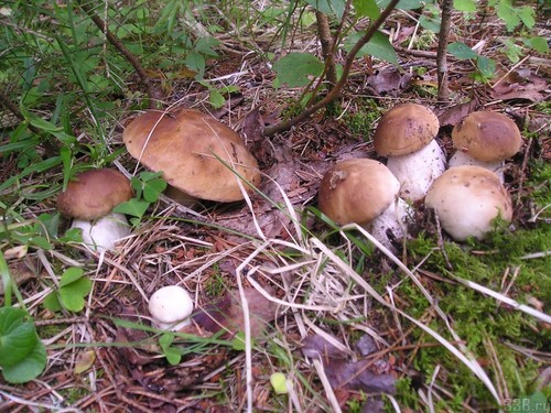 Ciuperca albă: descrierea, caracteristicile locurilor de creștere