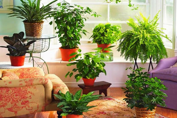 Aceste plante te vor proteja pe tine și casa ta de ochiul rău: Amulete de legume de la stricăciune