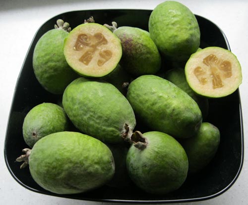 Feijoa - proprietăți utile, beneficii și prejudicii ale feijoa