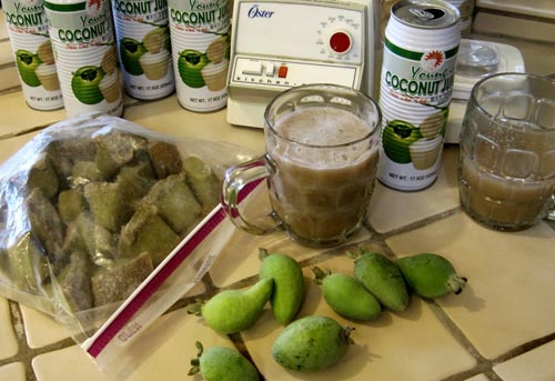 Feijoa - proprietăți utile, beneficii și prejudicii ale feijoa