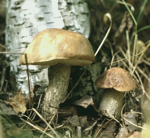 Ciuperci podderozovik: descriere cu fotografie
