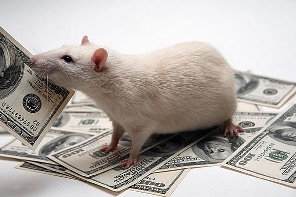 șobolan cu bani