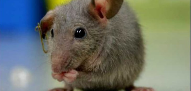 mouse-ul mic