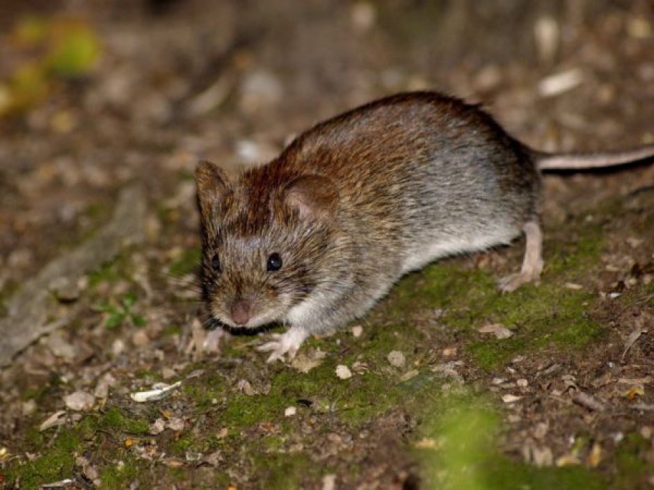 mouse-ul vole