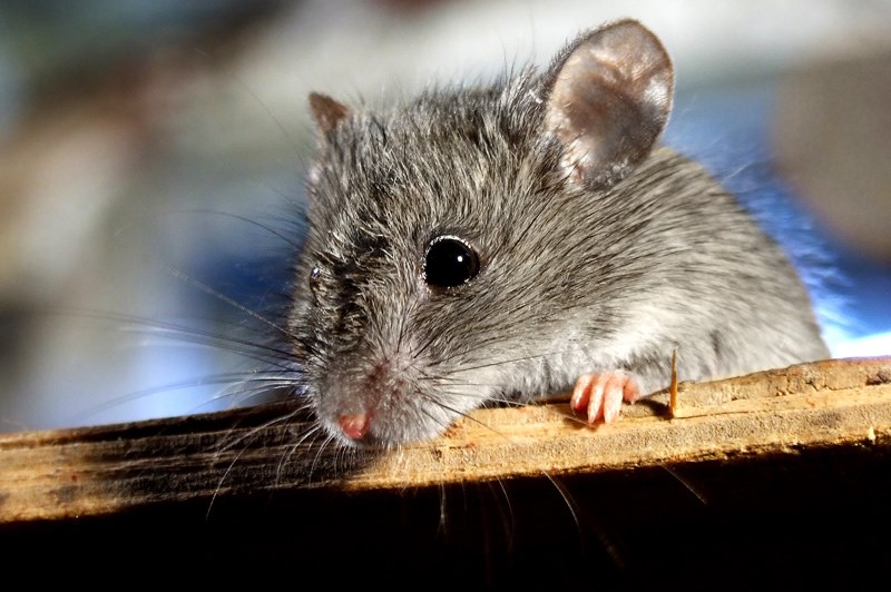 mouse-ul mic