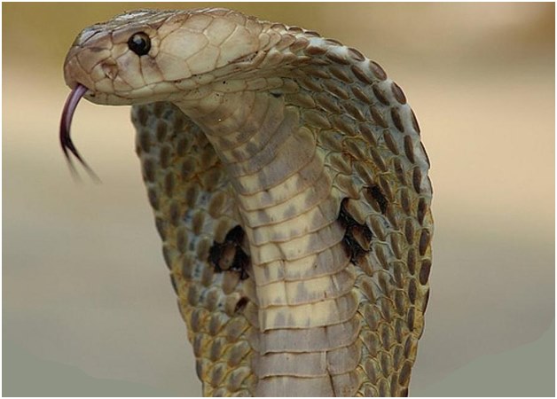 atacând cobra