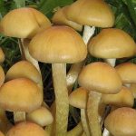 Cum să distingi agarurile false de miere de comestibile