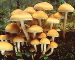 Cum să distingi agarurile false de miere de comestibile