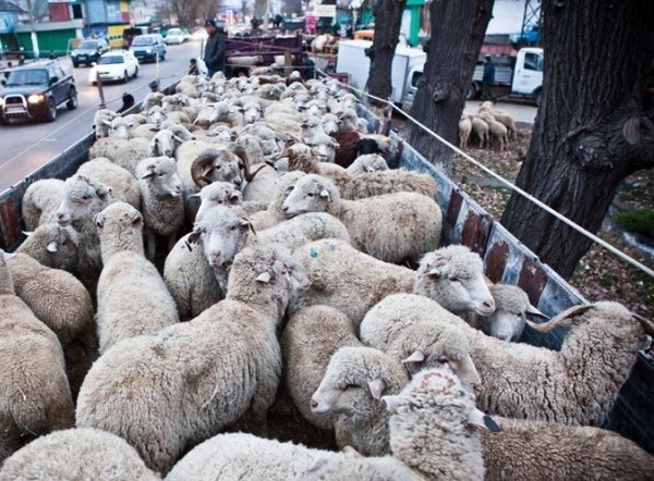 Kurban Ait 2016 - ce număr va sărbători această sărbătoare în Kazahstan, felicitări în versuri