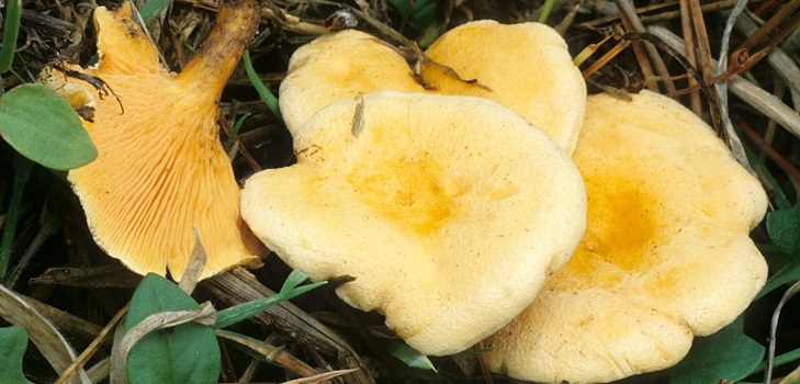 Chanterelle fals