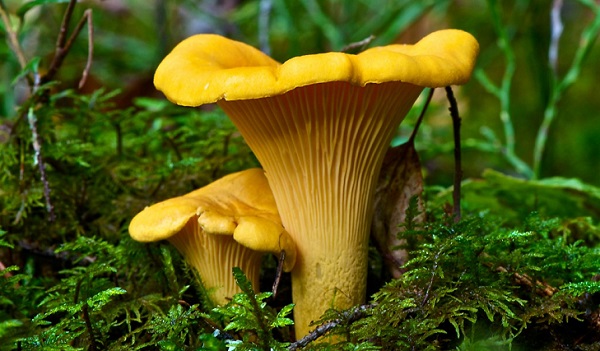 Cum arata ca un chanterelle adevarat