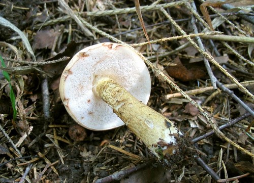 False birchbark: feriți-vă de un dublu periculos