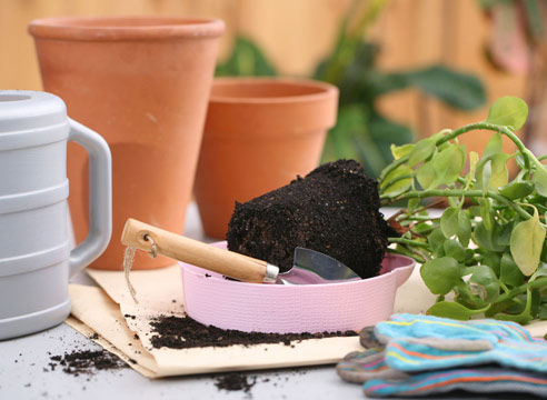 transplantul de plante