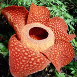Flori neobișnuite - rafflesia