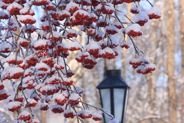 Vremea în Sankt Petersburg pentru decembrie 2016 și Anul Nou - prognoza exactă a Centrului Hidrometeorologic pentru Sankt-Petersburg și Regiunea Leningrad