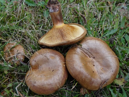 Porcine: comestibile sau nu?