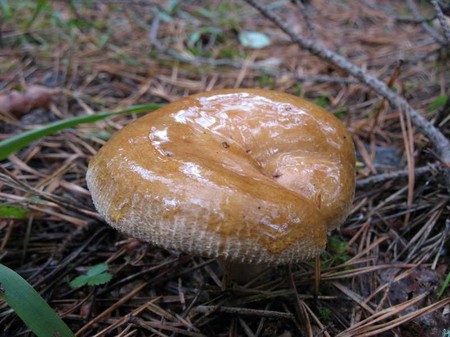Porcine: comestibile sau nu?