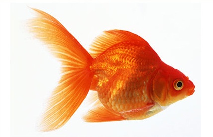 carasi
