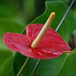 Anthurium de îngrijire la domiciliu: ce se întâmplă dacă anthuriul devine galben?