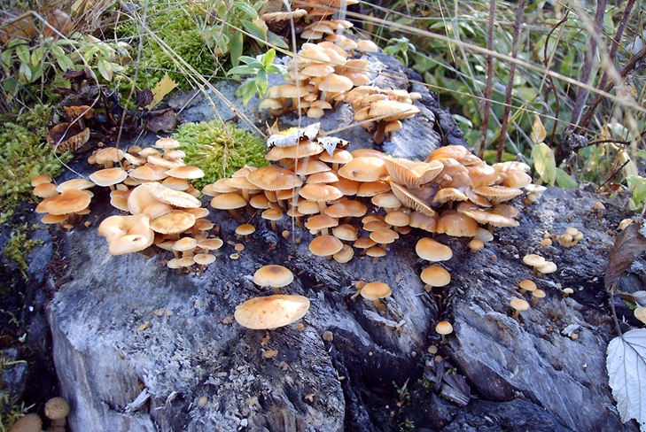 Ciuperci otrăvitoare: agarice false de miere, fotografie