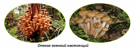 Ciuperci otrăvitoare: agarice false de miere, fotografie
