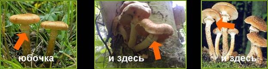 Ciuperci otrăvitoare: agarice false de miere, fotografie