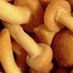 Miere agarică congelate pentru iarnă