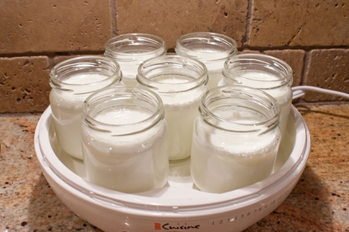 de iaurt de casă în yogurtnitsa