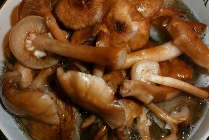 Cum se păstrează agarica de miere pentru iarnă - fotografie Conservation Prescription