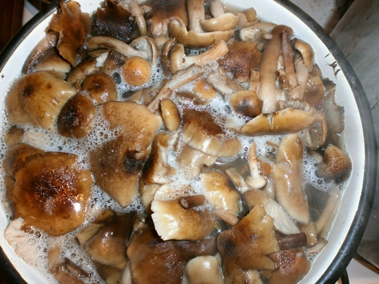 Cum se păstrează agarica de miere pentru iarnă - fotografie Conservation Prescription
