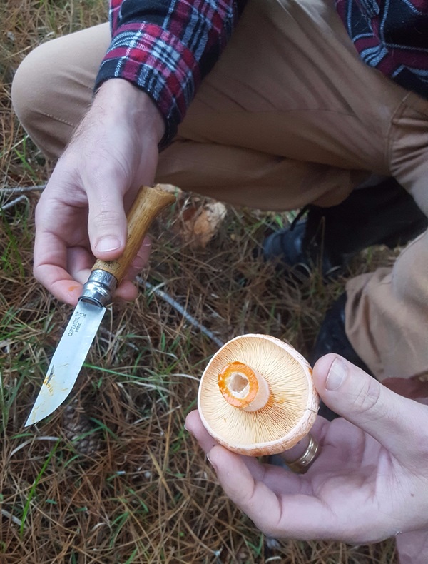 Cum să murăm ciupercile