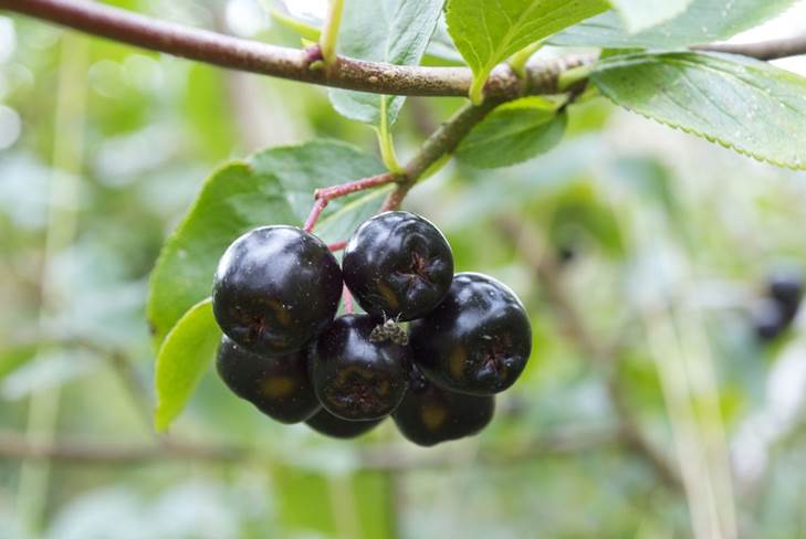 Cum de a face vin de casă din chokeberry la domiciliu 