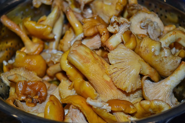 Cum să gătești chanterelles într-o tigaie