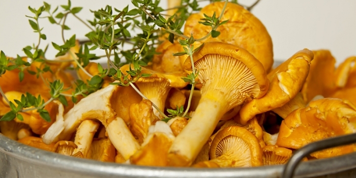 Chanterelle ciocolată